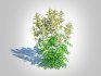 Aruncus-goatsbeard - Thumbnail 4