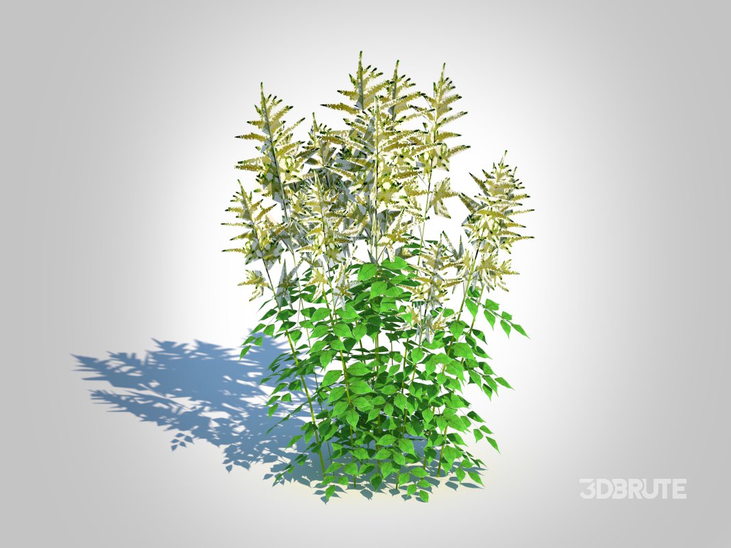 Aruncus-goatsbeard Image 4