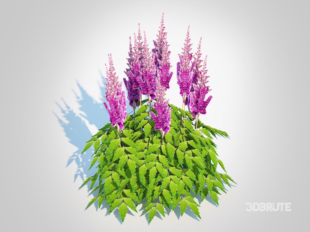 Astilbe jap -Koblenz Image 3