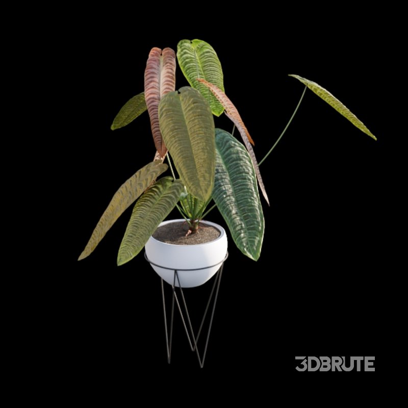 Anthurium Veitchii Image 6