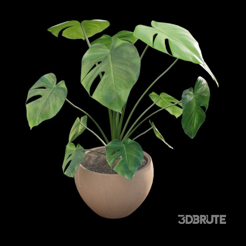 Monstera deliciosa Image 2