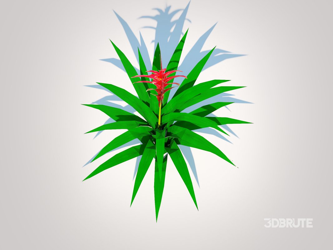 Guzmania – Bromeliad Image 3