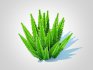 Asparagus densiflorus – Foxtail Fern - Thumbnail 3