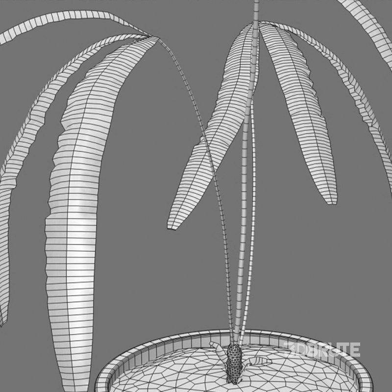 Anthurium cutucuense Image 7