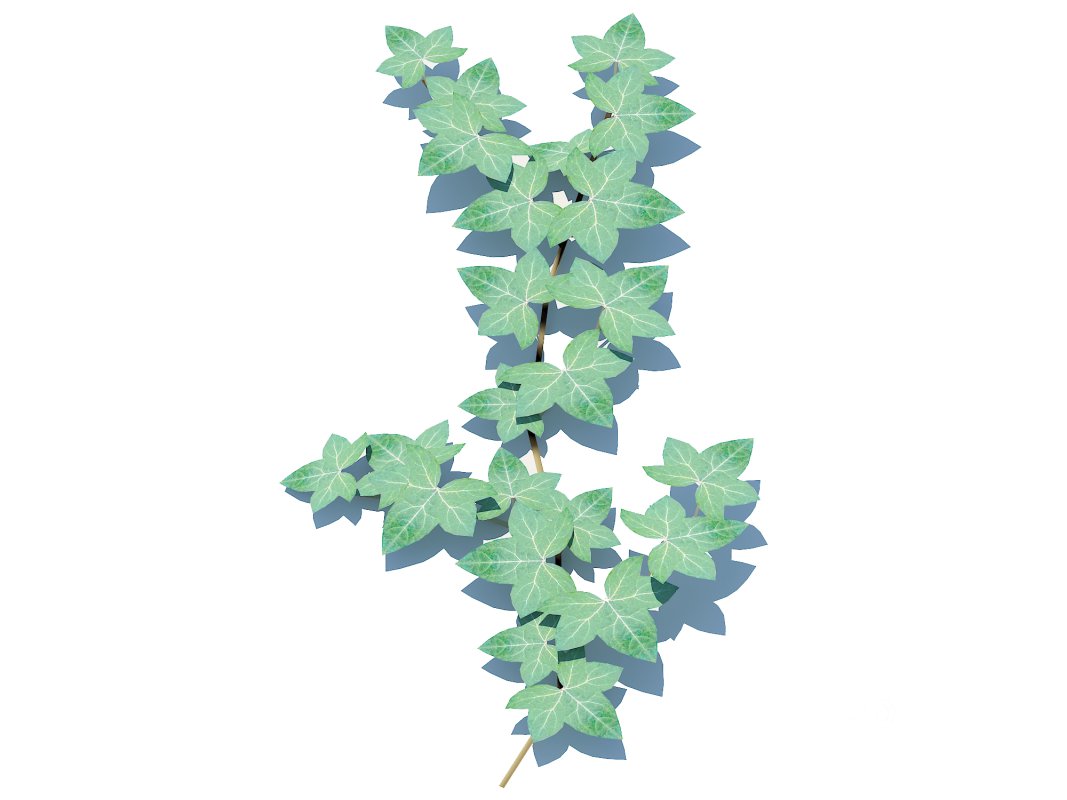 Hedera Helix – English Ivy-Vine Image 3