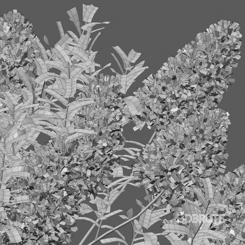 Cotinus coggygria – Smokebush 03 Image 5