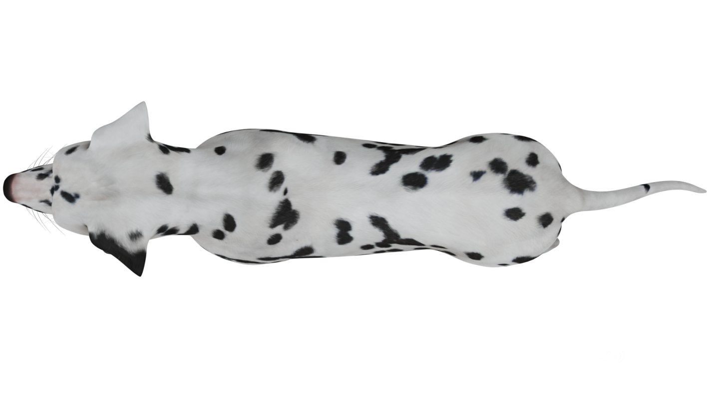 Dalmatian Image 10