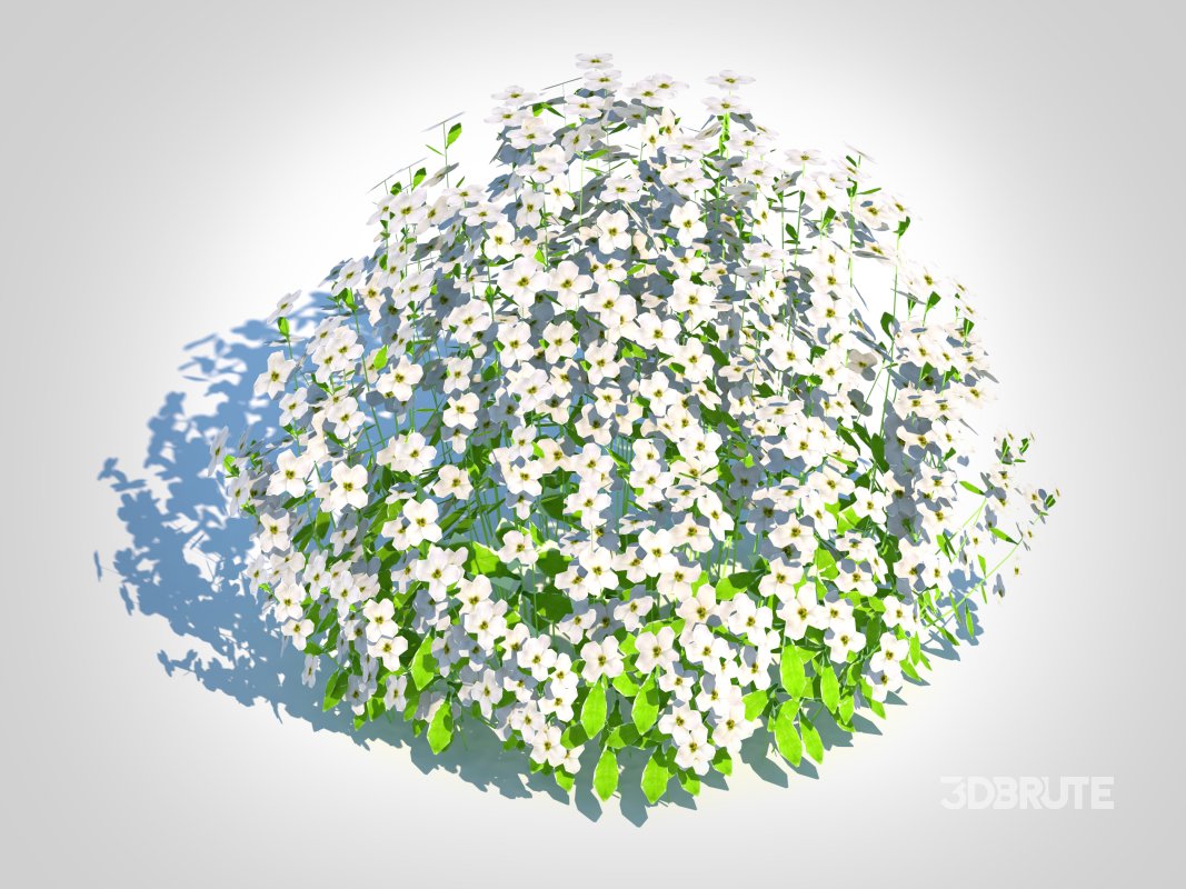 Arabis caucasica -Snow Cap Image 5