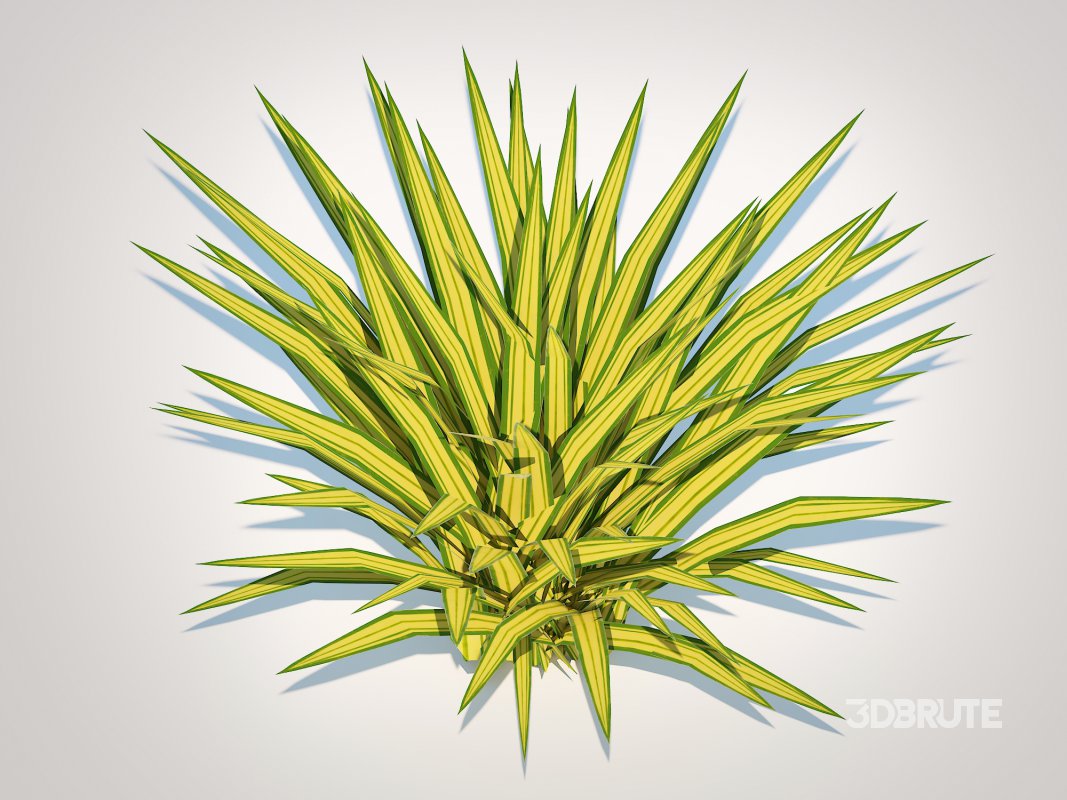 Carex siderosticha ‘Banana Boat Image 2