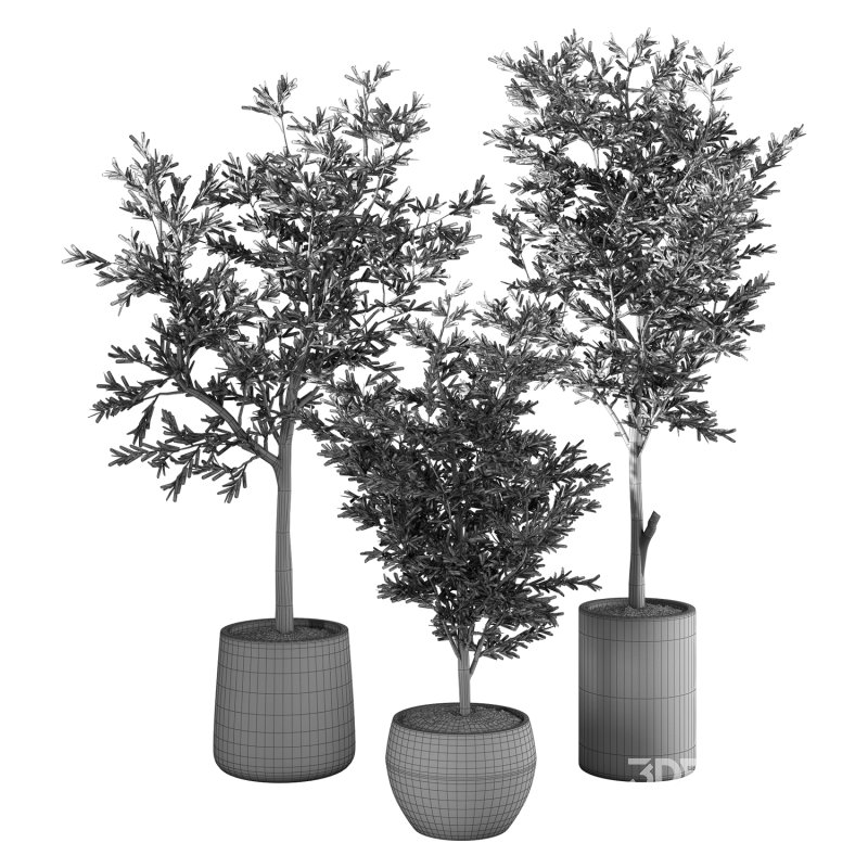 Olive Tree Indoor Plant Set.7 Image 4