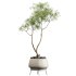 AV HousePlants Japandi Decorative Minimalism Ficus Dracaena Marginata26 - Thumbnail 3