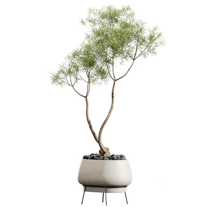 AV HousePlants Japandi Decorative Minimalism Ficus Dracaena Marginata26 Image 3
