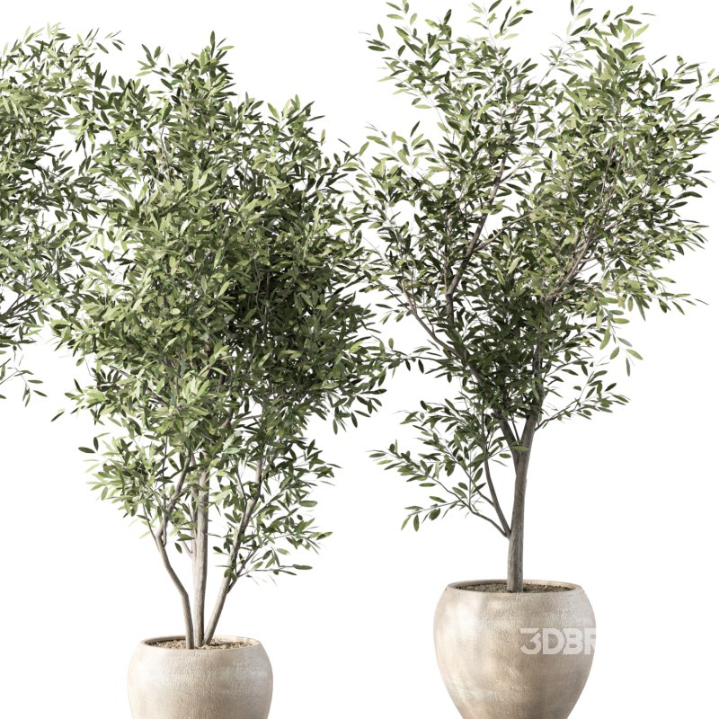 Olive Tree Indoor Plant Set.15 Image 4