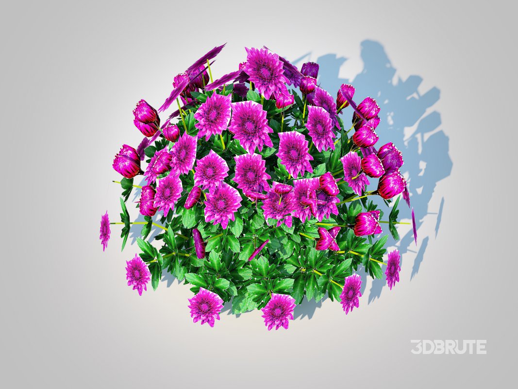 Chrysanthemum – Hardy Mum_purple Image 4