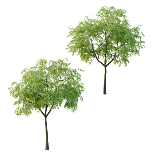 Cinnamomum burmannii Tree 02
