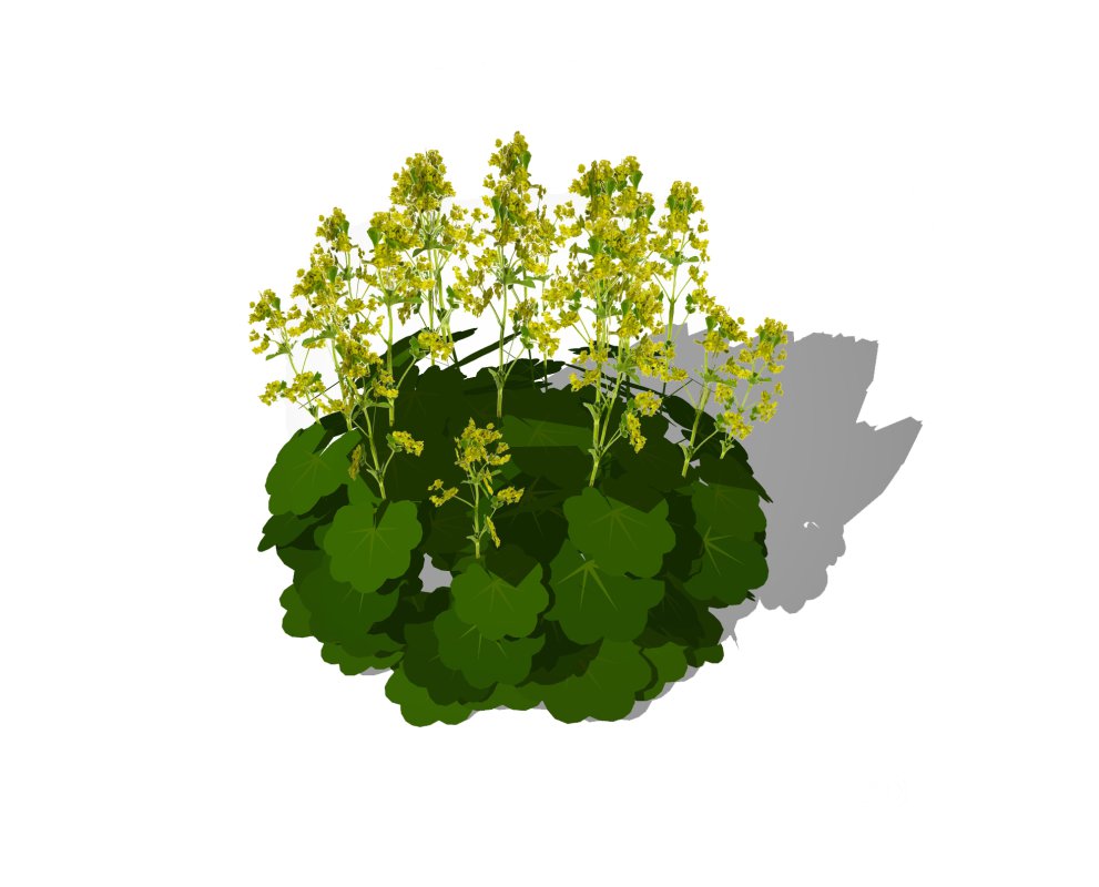 Alchemilla Mollis – Ladies Mantle Image 4