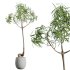 AV HousePlants Japandi Decorative Minimalism Ficus Dracaena Marginata19 - Thumbnail 3