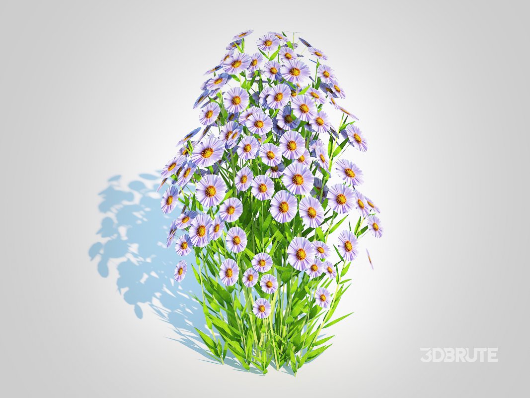 Aster novi-belgii – New York Aster – Blue Image 5