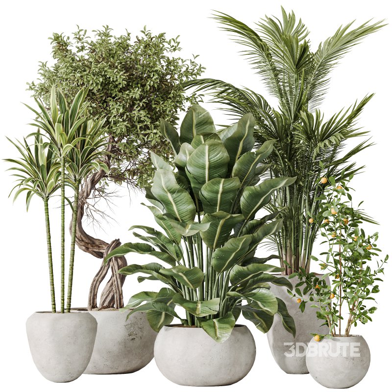 AV Indoor plants set 197 Ficus Bonsai Ginseng and Lemon Lime Cane Dragon and ParadiseBird and Areca Palm Image 8