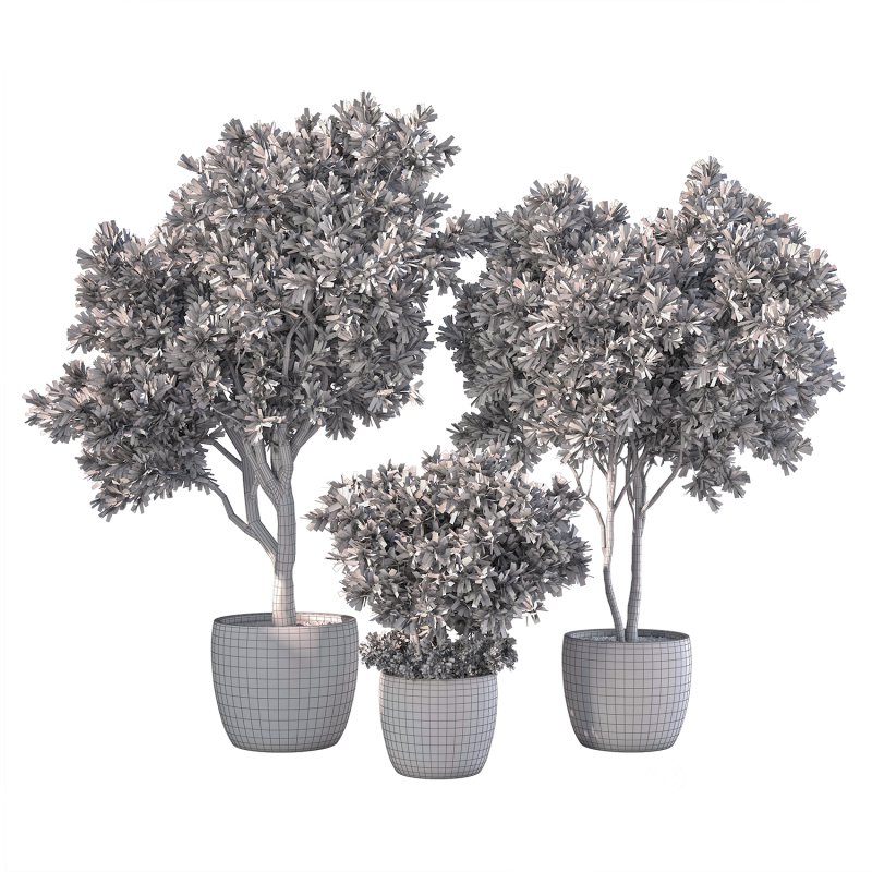 Olive Tree Indoor Plants Set.2 Image 2