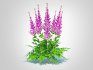 Astible chinensis – dwarf astilbe - Thumbnail 6
