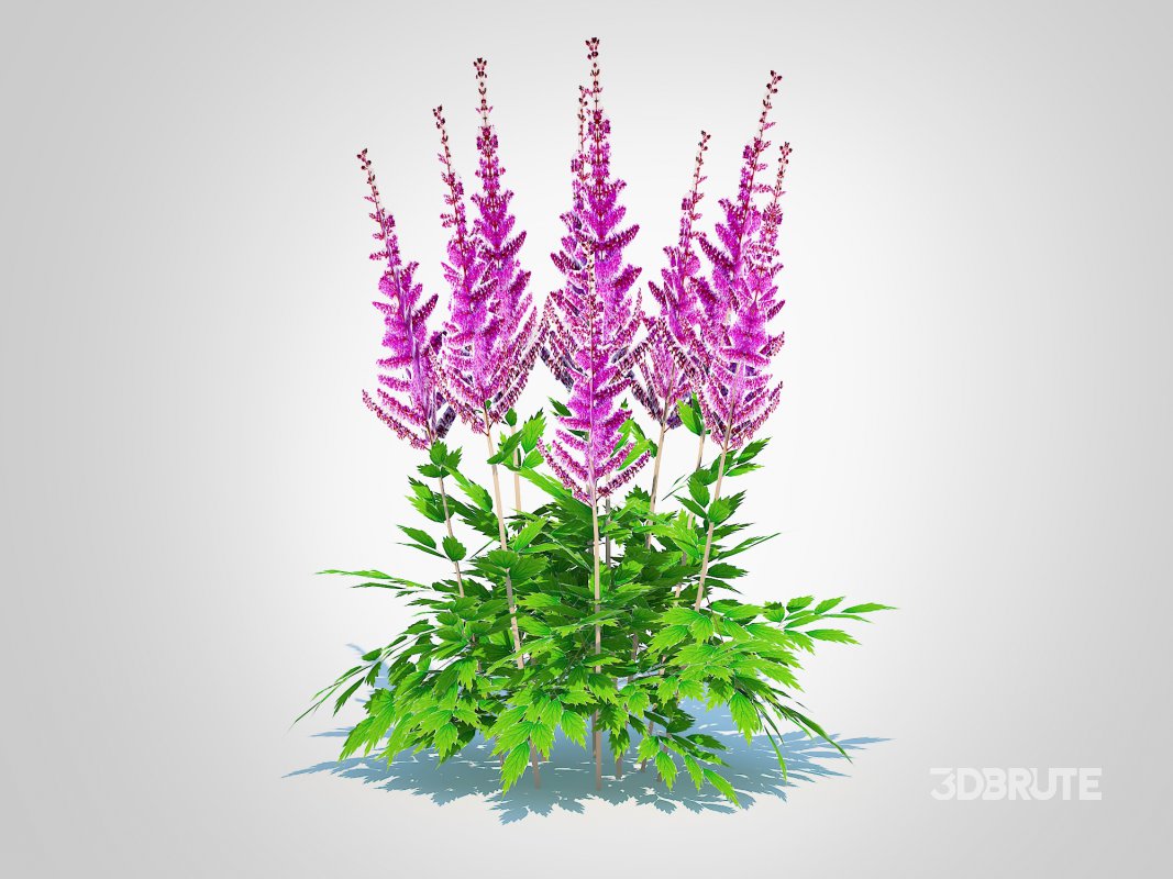 Astible chinensis – dwarf astilbe Image 6
