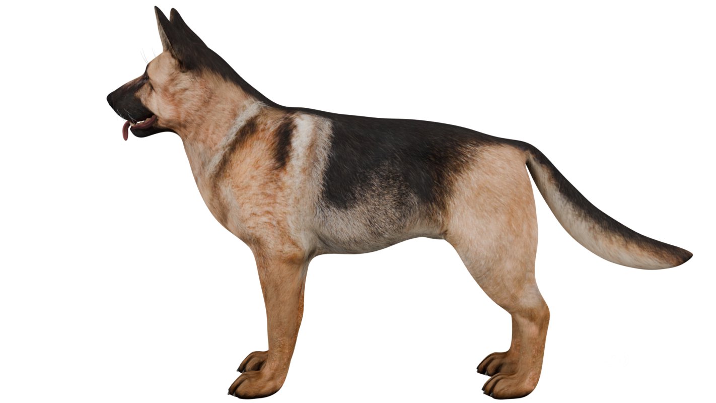German Shepherd Image 4