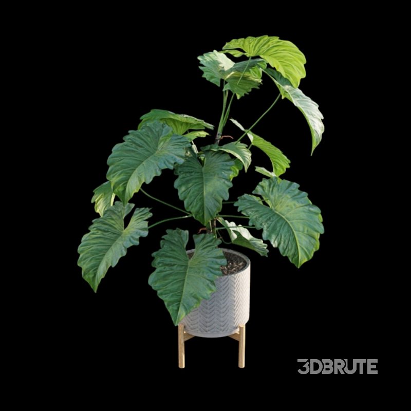 Philodendron subincisum Image 4