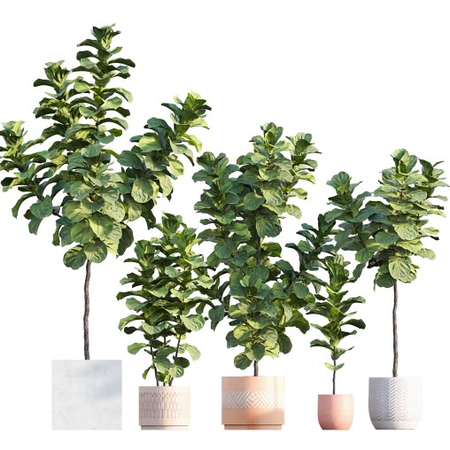 Ficus Lyrata – Ficus pandurata