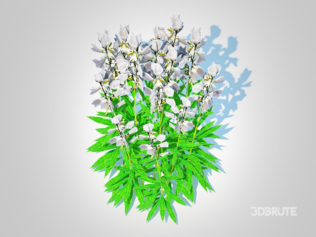 Campanula persicifolia – Peach-leaved bellflower_White Image 4