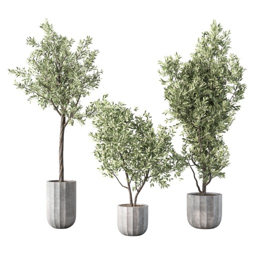 Olive Tree Indoor Plant Set.17