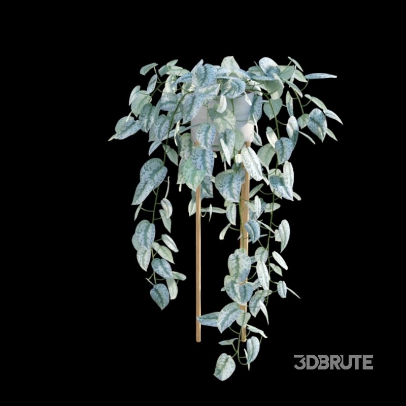 Scindapsus pictus – Satin Pothos – 02 Image 2