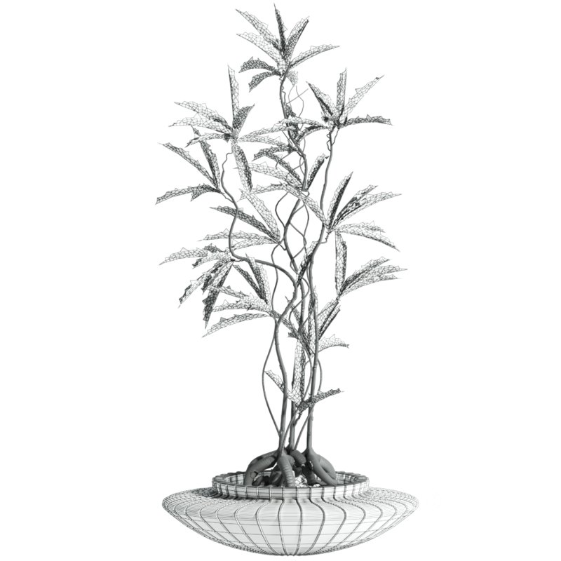 Plant Image 4