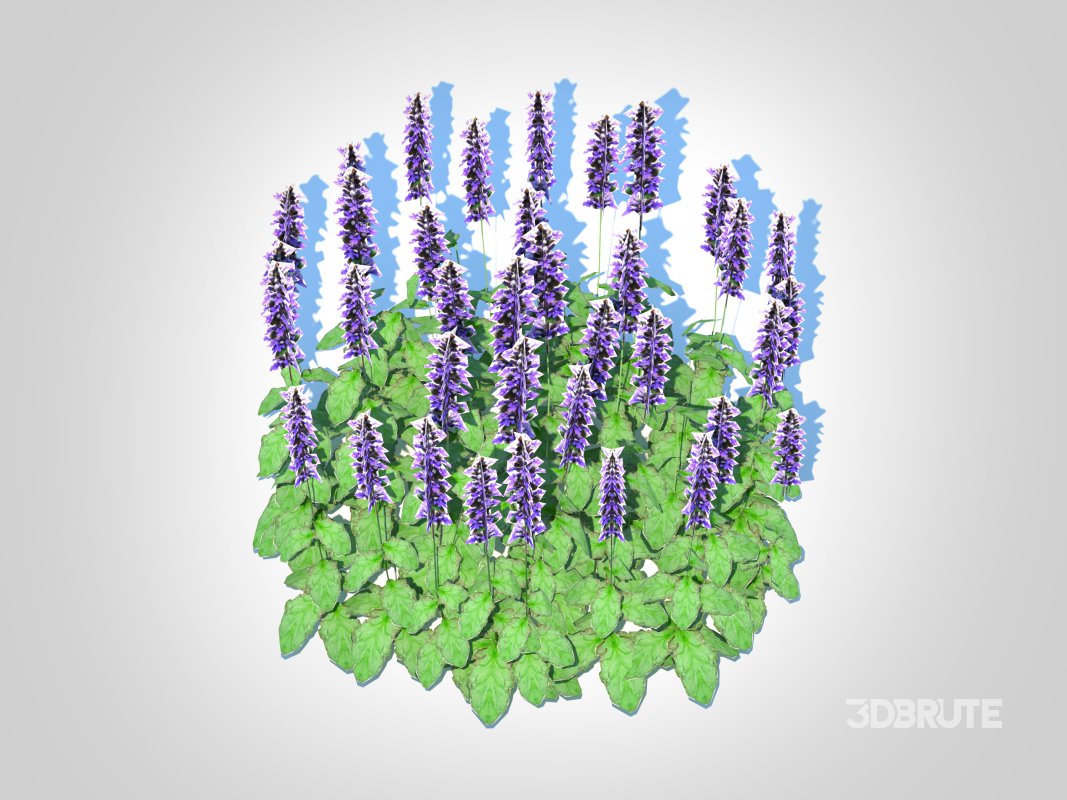 Ajuga ‘Catlin’s Giant’ – Bugleweed Image 5