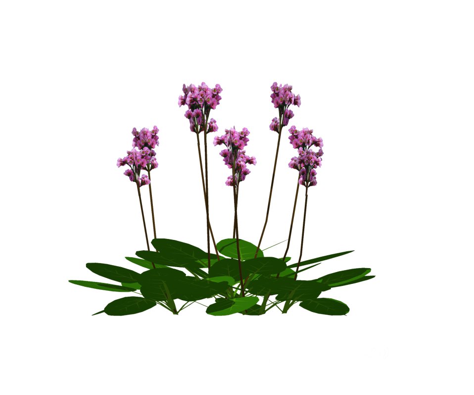 Bergenia Cordifolia Image 3