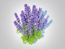 Baptisia australis – False Indigo_Blue - Thumbnail 4