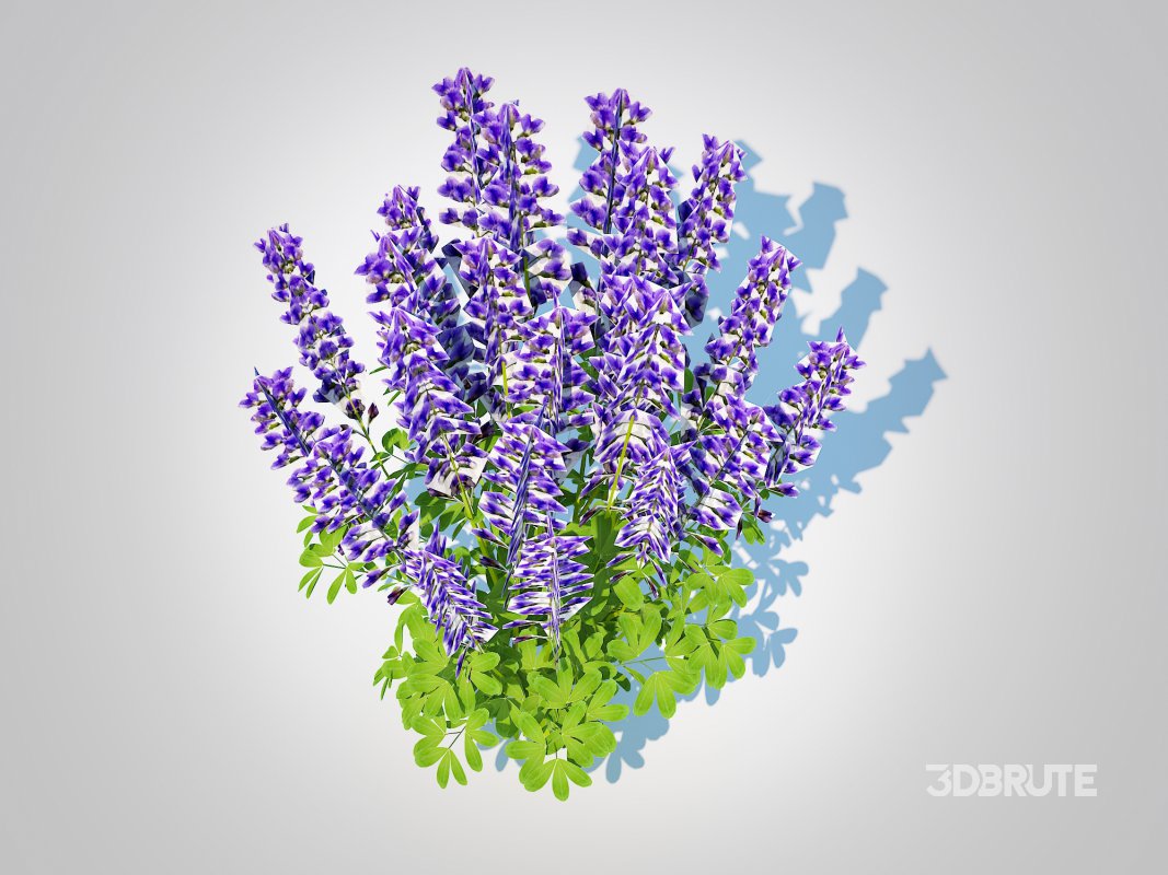 Baptisia australis – False Indigo_Blue Image 4