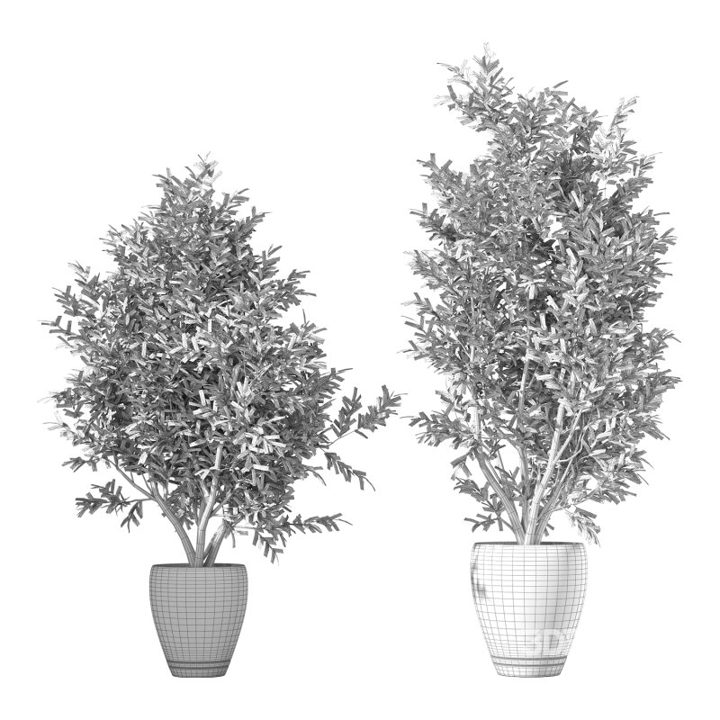 Olive Tree Indoor Plant Set.20 Image 1