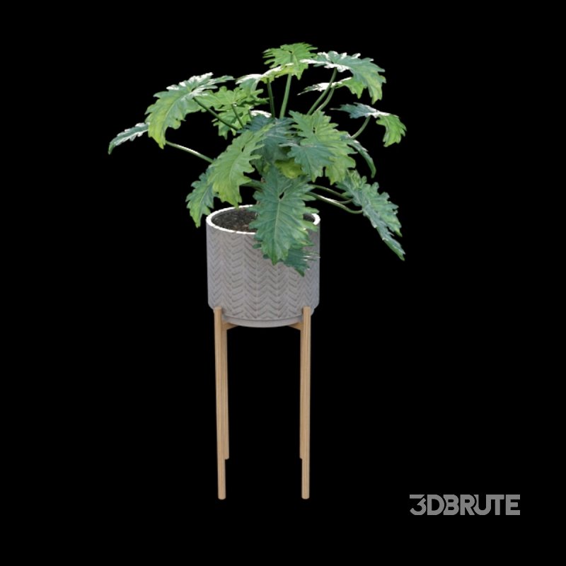 Philodendron undulatum Image 2