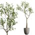 AV HousePlants Japandi Decorative Minimalism Ficus Dracaena Marginata29 - Thumbnail 2