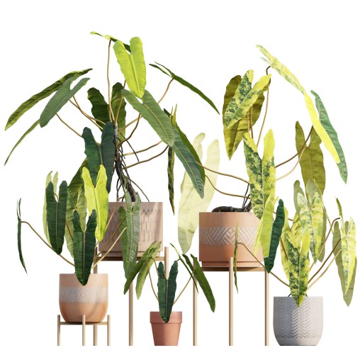Philodendron billietiae – Croat
