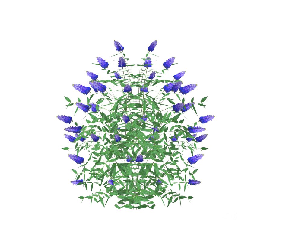 Buddleja Butterfly Bush Blue Image 3