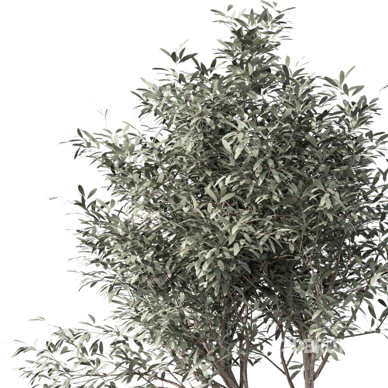 Olive Tree Indoor Plant Set.30 Image 4