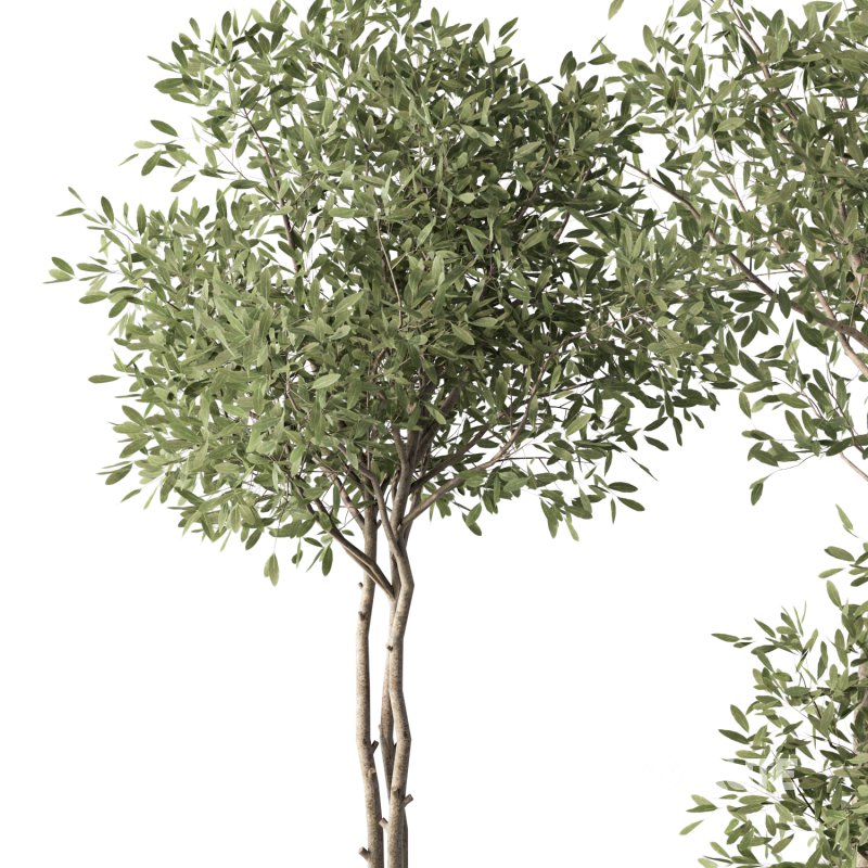 Olive Tree Indoor Plant Set.8 Image 4