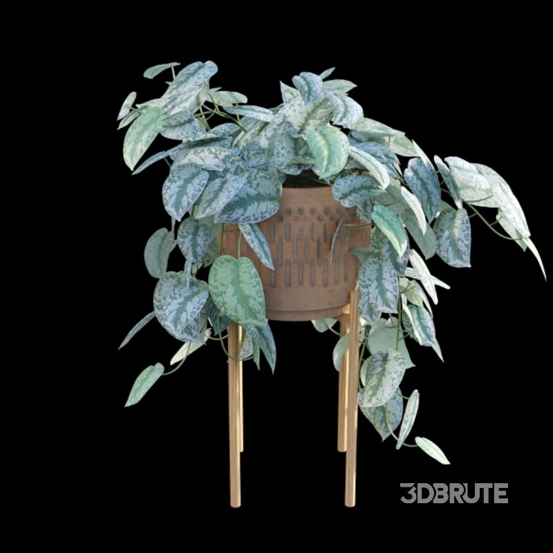 Scindapsus pictus – Satin Pothos – 02 Image 5