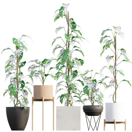Monstera Adansonii – Swiss Cheese Plant – 02