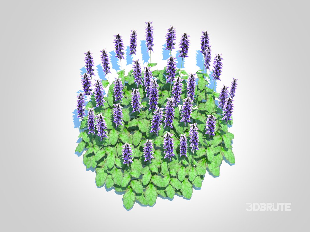 Ajuga ‘Catlin’s Giant’ – Bugleweed Image 6