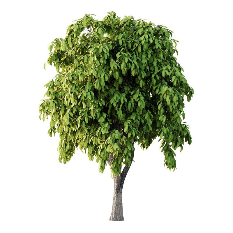 Osmanthus Fragrans Tree 02 Image 4