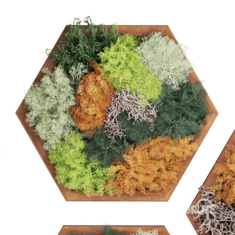 Decorative Fitowall Plant Image 4