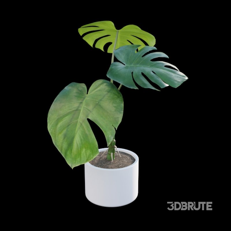 Monstera deliciosa Image 5